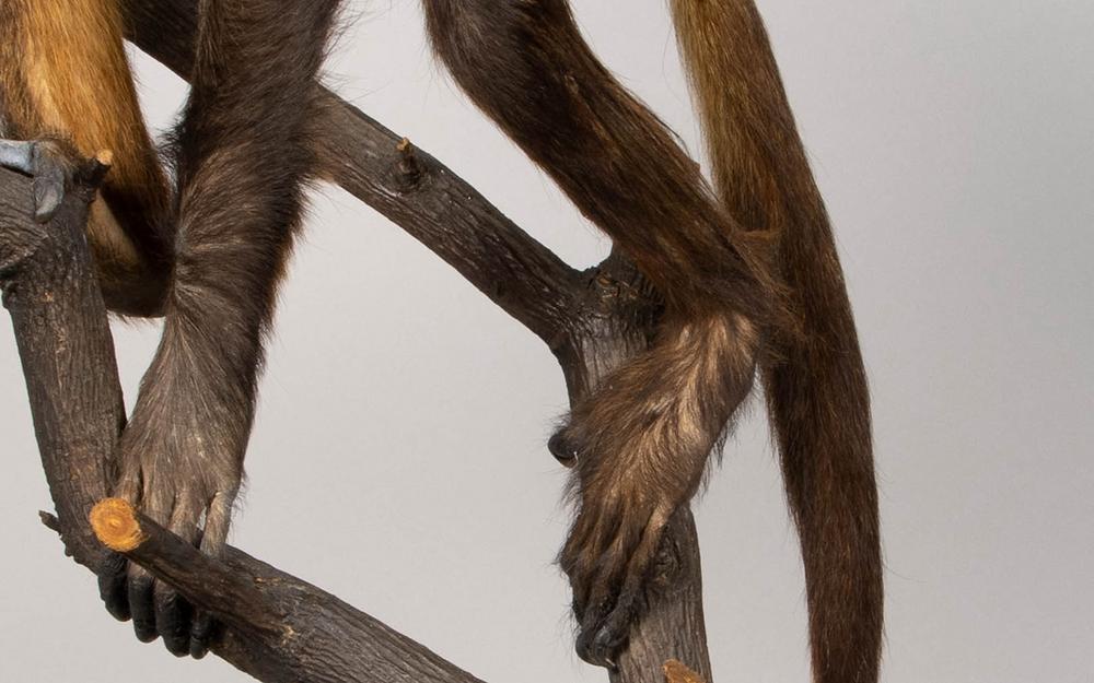 After treatment of left hind leg with faux fur fill. Photo: Natural History Museum Denmark