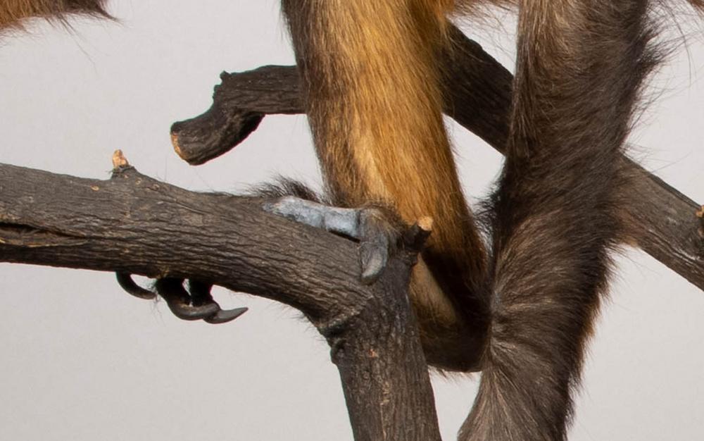 After treatment with recreated missing claws on right hind foot. Photo: Natural History Museum