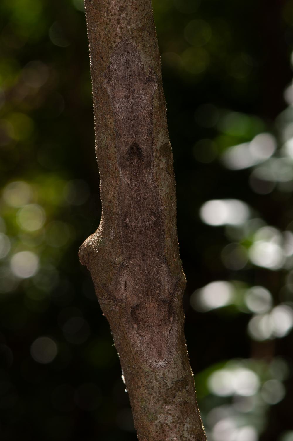 Gekko