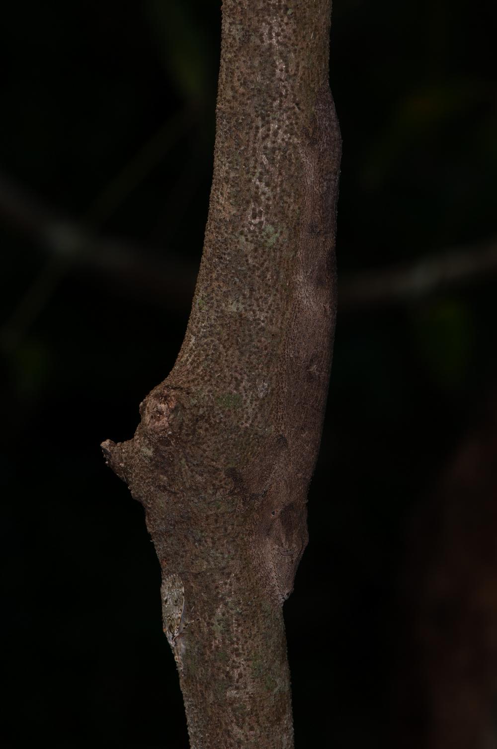 Gekko