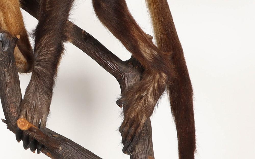 Before treatment of left hind leg. Photo: Natural History Museum Denmark