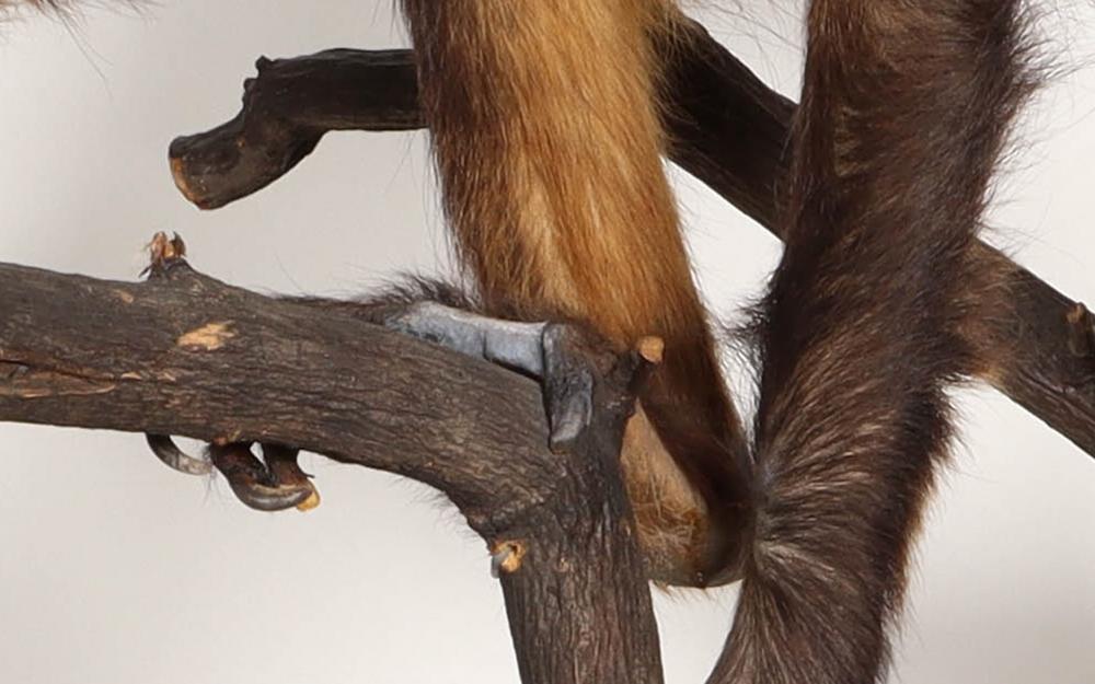 Before treatment of missing claws on right hind foot. Photo: Natural History Museum Denmark