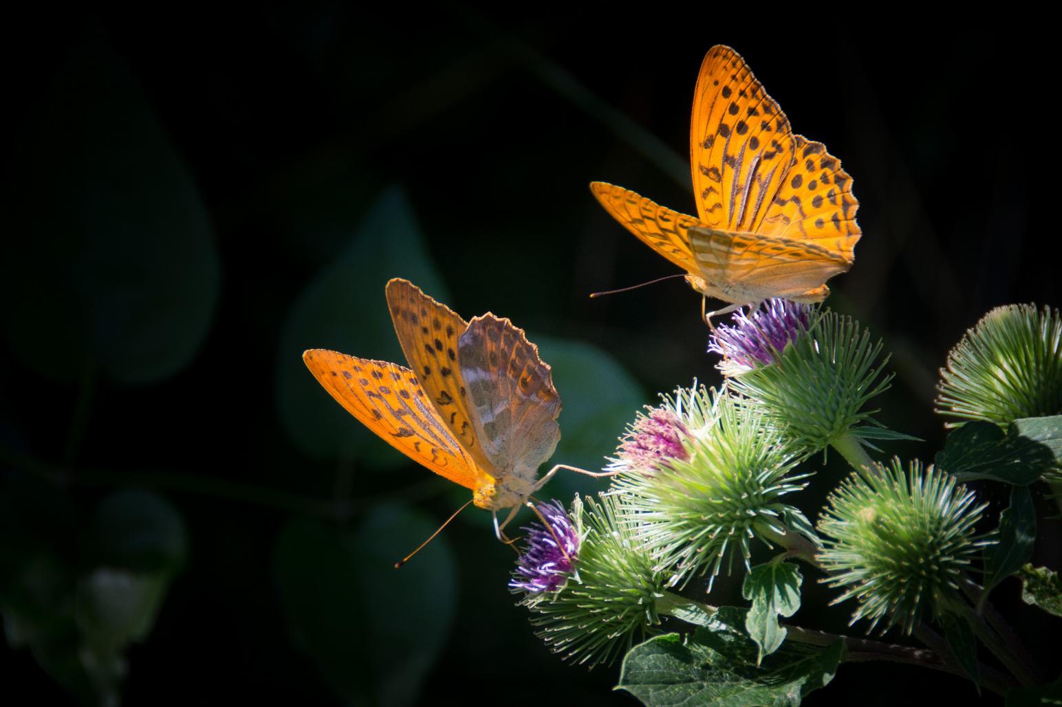 Orange sommerfugle på blomster