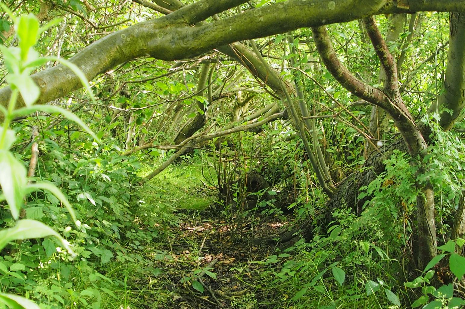 Vild dansk natur