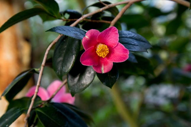Japansk camellia