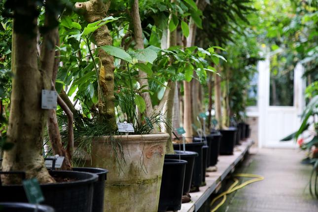 Palmehuset - en spektakulær botanisk samling