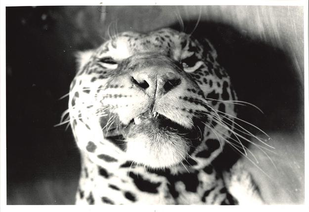 Flået jaguar