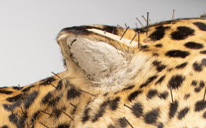 Nærbillede af jaguars øre før fjernelse af tørret ler i ørene.