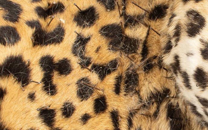 Nærbilleder af jaguar-monteringen der viser de løse hår og korroderede søm.
