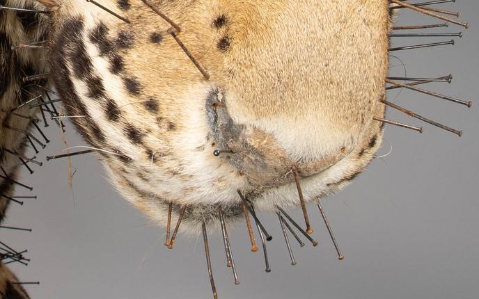 Nærbilleder af jaguar-monteringen der viser de korroderede søm og det udtørrede væv ved snuden.