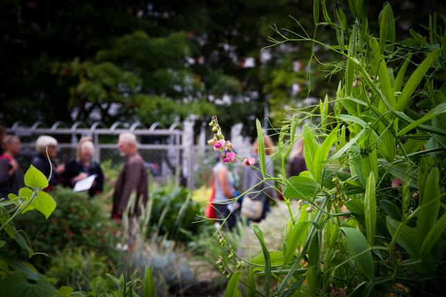 Gæster i Staudekvarteret i Botanisk Have, København