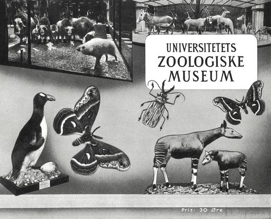 Zoologisk Museums historie | Statens Naturhistoriske Museum