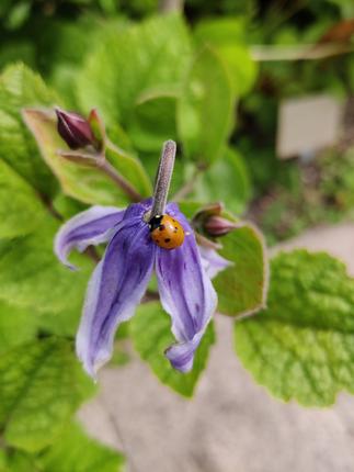 Børnefødselsdag i botanisk Have