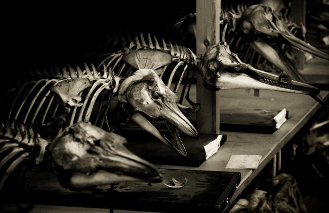 Skeletter af delfiner i museets samlinger