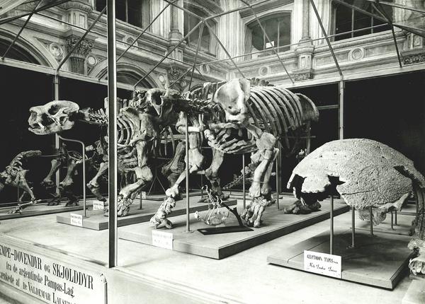 Zoologisk Museums historie | Statens Naturhistoriske Museum