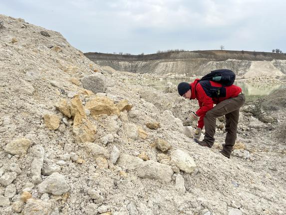 Forsker søger efter fossiler i kalkbrud.