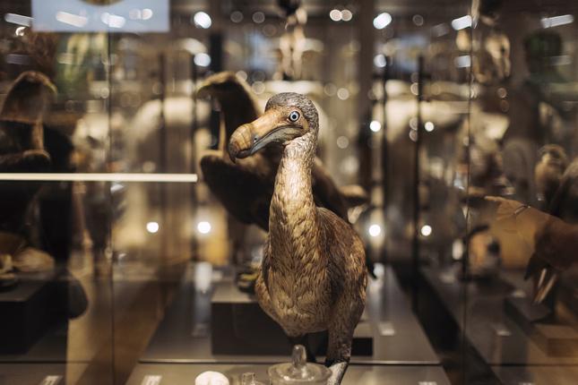 Model af dodo
