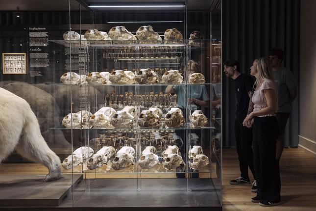 Museumsgæster foran montre med isbjørnekranier