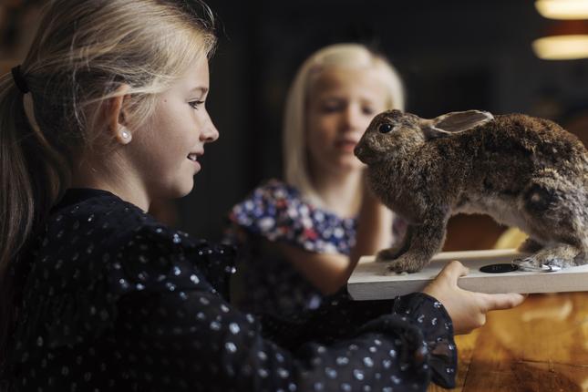 Piger kigger på udstoppet kanin