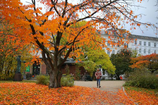 Botanisk Have i efterårsfarver