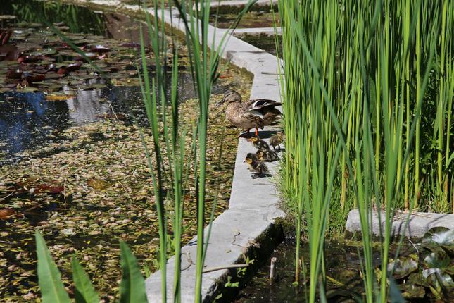 Ællinger i Botanisk Have