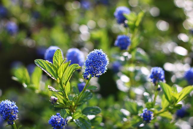 Ceanothus griseus