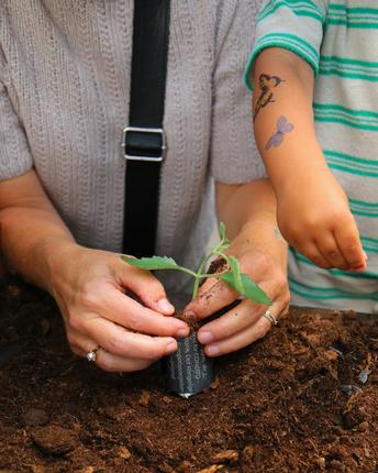Hænder der planter stikling