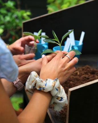 Hænder der planter stikling