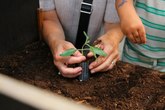 Hænder der planter stikling