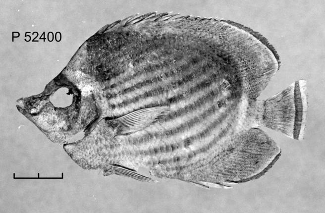 Rødehavsfanefisk, Chaetodon fasciatus