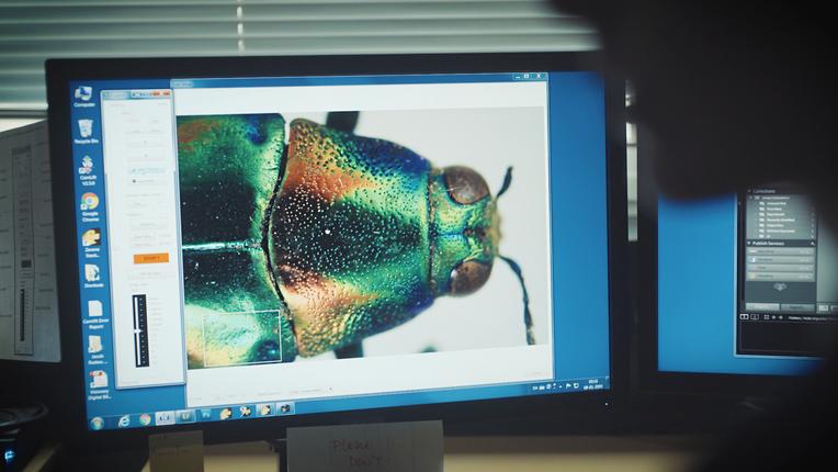 Digitalisering af genstand fra den entomologiske samling.