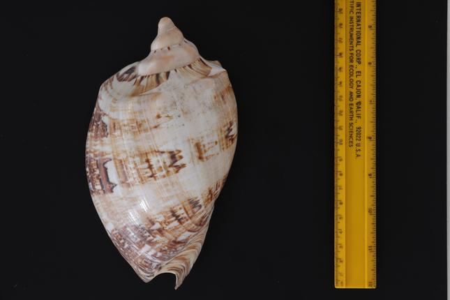 Magnificent volute, Cymbiola magnifica, Statens Naturhistoriske Museum