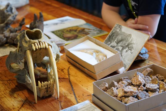 FossilFestival