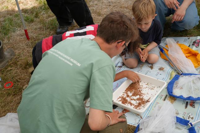 Bioblitz i Fussingø Naturnationalpark