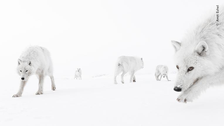 Wildlife Photographer of the Year