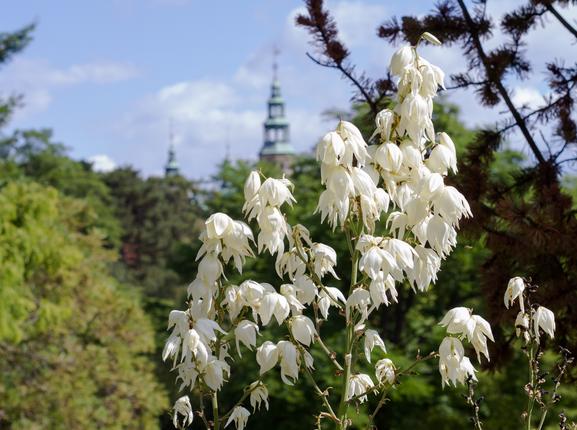 Udsigt fra Observatoriehøjen i Botanisk Have