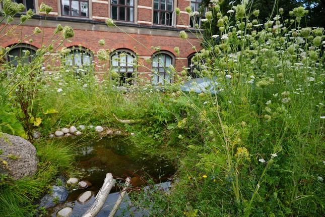Plads til liv-område