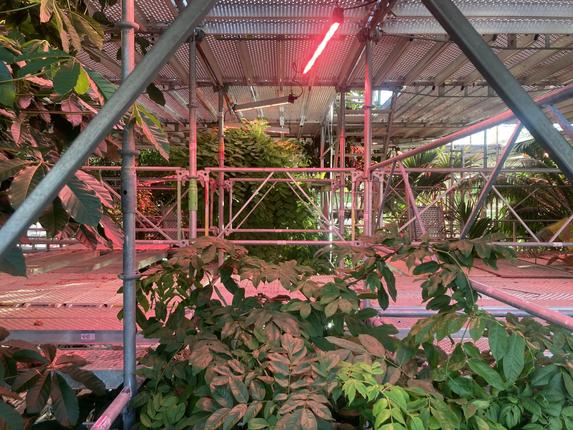 Stillads i Palmehuset