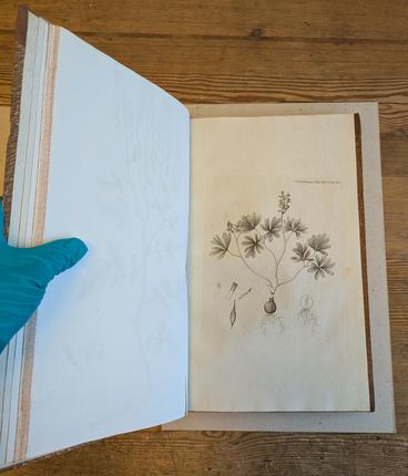 Original sort/hvidt print af liden lærkespore