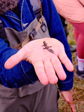 Salamander på hånd