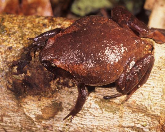 Rhombophryne anatiala er nyligt beskrevet, og man ved endnu meget lidt om den. Foto: Franco Andreone, CC BY 4.0