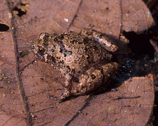 Rhombophryne kotrobaratra kommer mest frem i stormvejr. Foto: Franco Andreone, CC BY 4.0