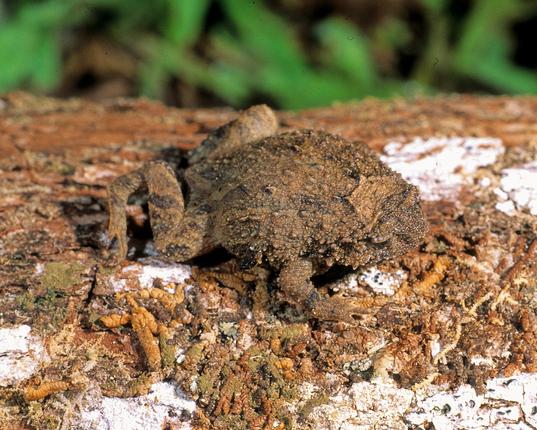 Rhombophryne maraorao graver sig ned i skovbunden. Foto: Franco Andreone, CC BY 4.0
