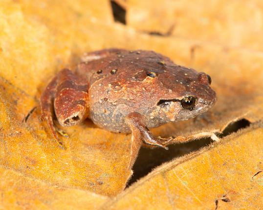 Rhombophryne mavokely findes i det nord-østlige Madagaskar. Foto: Mark D. Scherz, Statens Naturhistoriske Museum