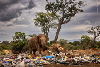 Brent Stirton, Wildlife Photographer of the Year