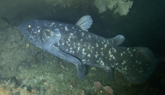 Coelacanth ud for Pumula på KwaZulu-Natal South Coast, Sydafrika