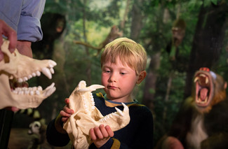  I udstillingen er der flere aktiviteter for hele familien. Blandt andet Abe-værkstedet, hvor de besøgende kan undersøge kranier og knogler og lære mere om vores vilde familie. Foto: Frederik Wolff, Statens Naturhistoriske Museum 