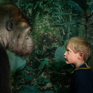  Stor vestlig gorilla er en af de mange primater, som er på listen over truede dyrearter. Foto: Frederik Wolff, Statens Naturhistoriske Museum 