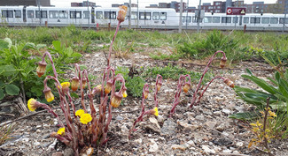 Følfod, Vesterbro