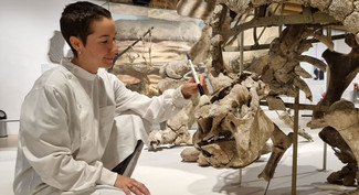 Bethany Palumbo, museets ledende konservator, i fuld gang med at rengøre den store glyptodon på Zoologisk Museum.